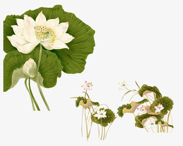 荷花免抠