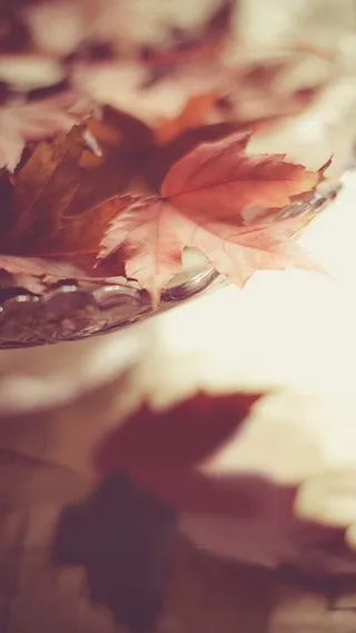 枫叶落叶残枝背景高清