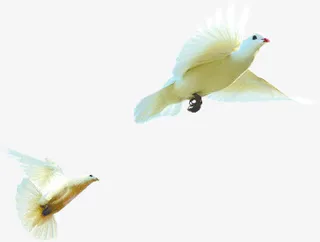 白色飞翔的鸽子中秋国庆免抠