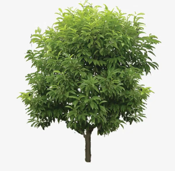 树免抠
