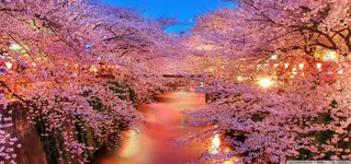 梦幻般的春天高清