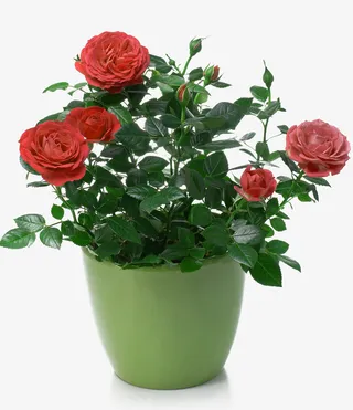 玫瑰盆栽免抠