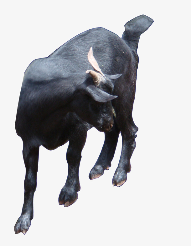 黑牛正面免抠