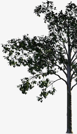 黑色水墨画大树手绘人物免抠