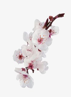 白色粉色挑花免抠