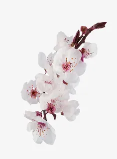 白色粉色挑花免抠