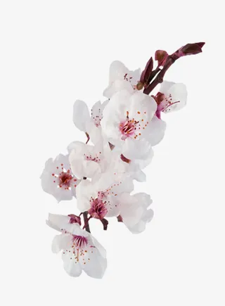 白色粉色挑花免抠