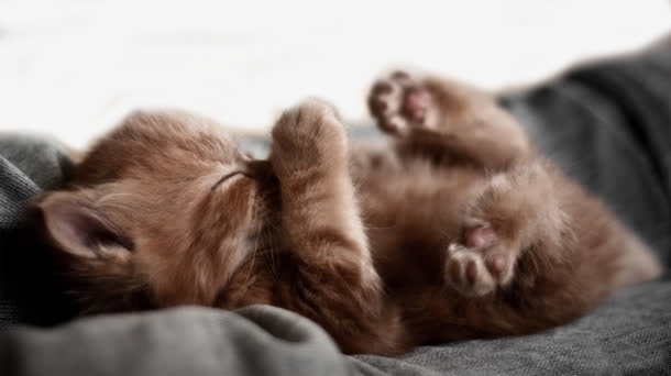 被子里熟睡的小猫免抠