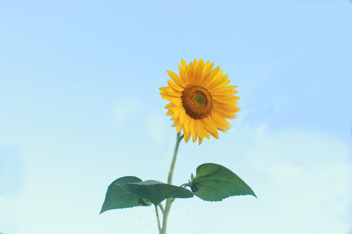 夏天、蓝天、植物、花、向日葵、黄色花朵高清