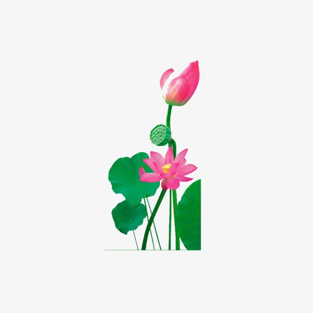 荷花荷叶专辑免抠