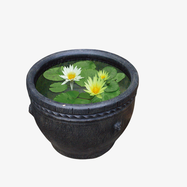 水缸里面的莲花植物免抠