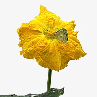 丝瓜花和蝴蝶免抠png免抠