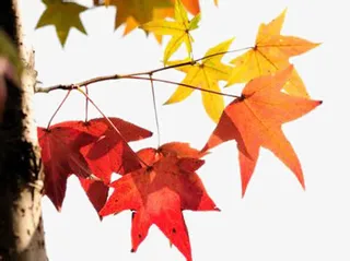 美丽的枫叶免抠