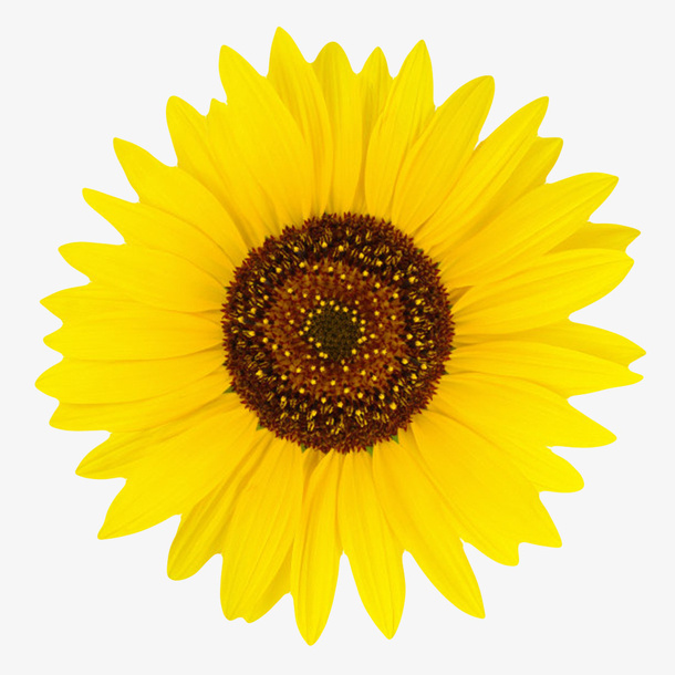 黄色有观赏性向日葵一朵大花实物免抠