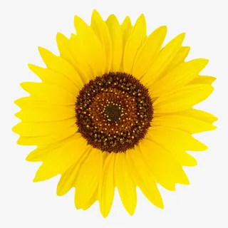 黄色有观赏性向日葵一朵大花实物免抠