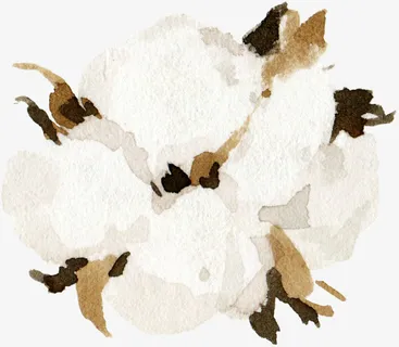 简约的美丽棉花水彩免抠