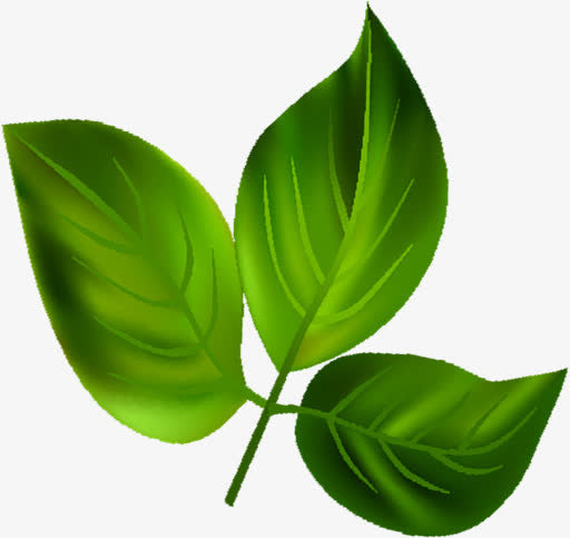 手绘海报绿色植物树叶免抠