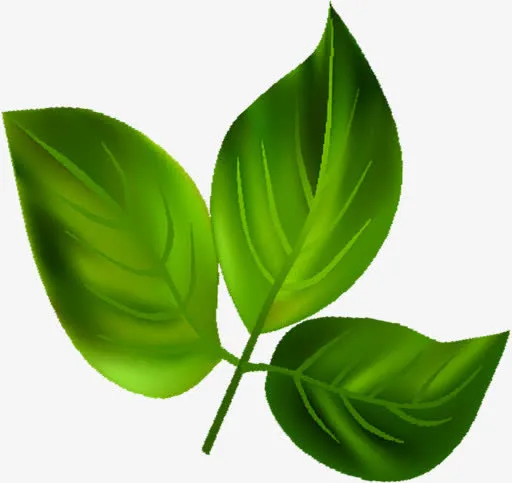 手绘海报绿色植物树叶免抠