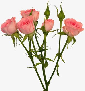 抽象鲜花素材花朵海报背景 粉色