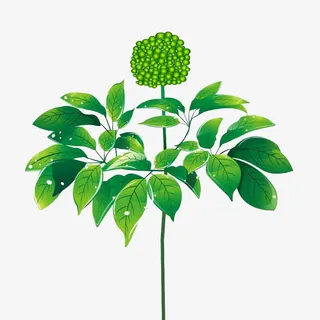 矢量三七花免抠