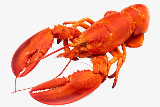 龙虾免抠