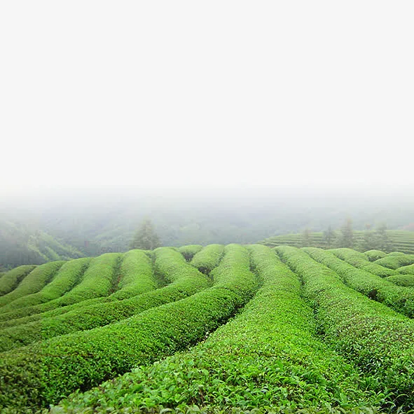 茶园免抠