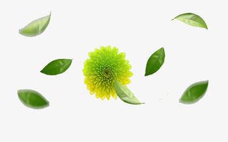 漂浮花朵叶子免抠