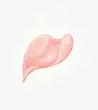 粉红花瓣发光免抠