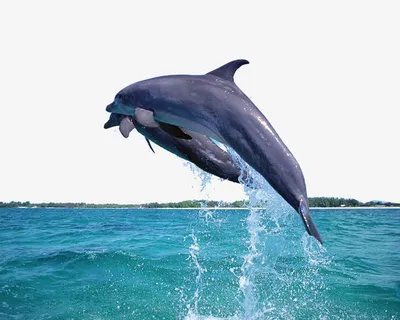 两条鲸鱼跃出大海免抠