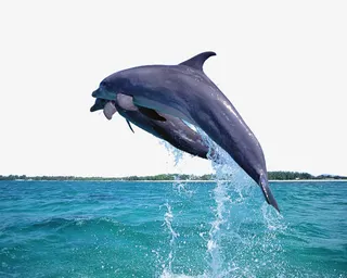 两条鲸鱼跃出大海免抠