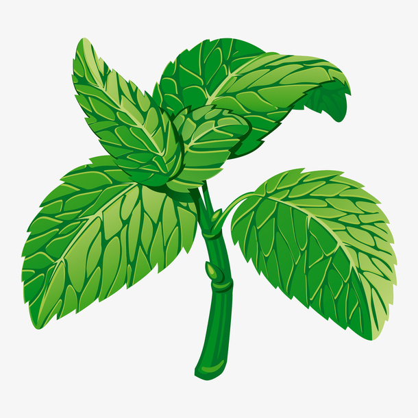 薄荷叶子插画免抠
