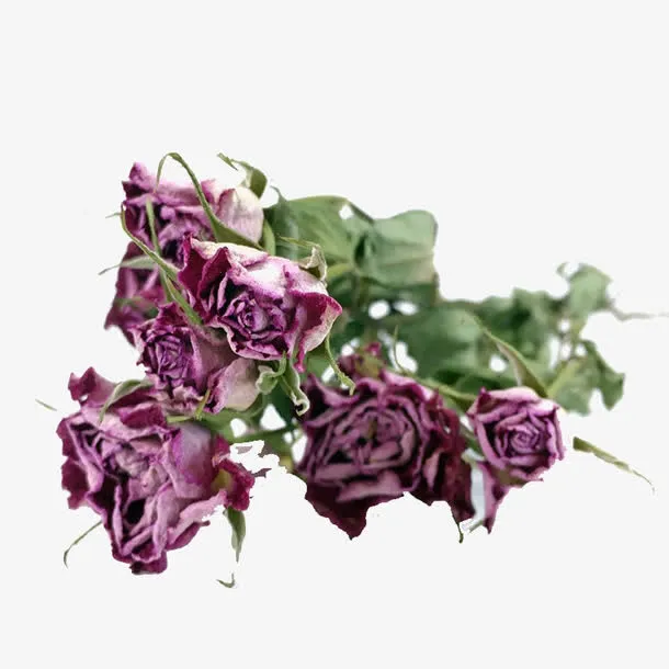 粉玫瑰干花免抠