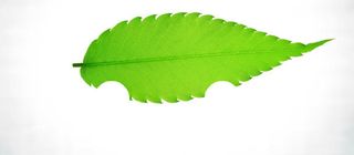 绿化环保展板banner背景