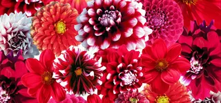 绚丽花朵大红大紫花纹背景banner高清