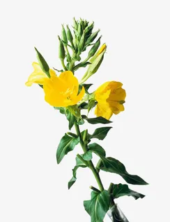 一株月见草图片素材免抠 一株月见草图片素材免抠