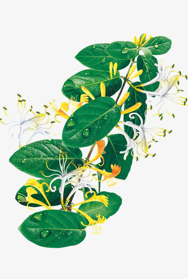 绿色叶子底纹免抠