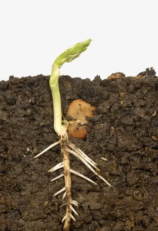 刚冒出土的嫩芽免抠