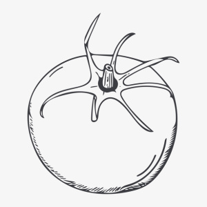 线描西红柿免抠