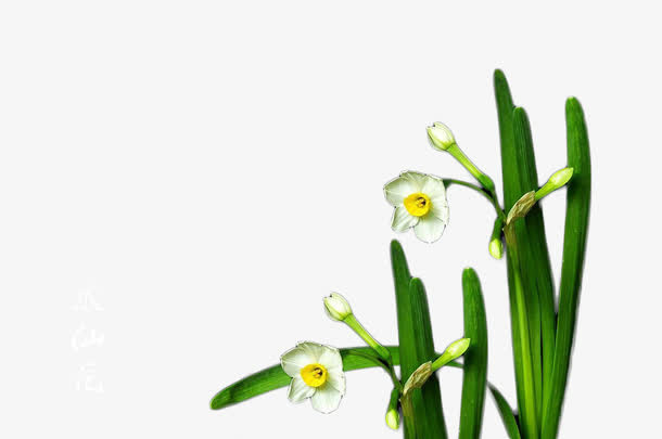 盛开的水仙花免抠