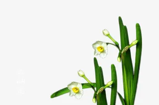盛开的水仙花免抠
