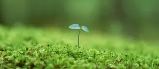 小树苗背景高清