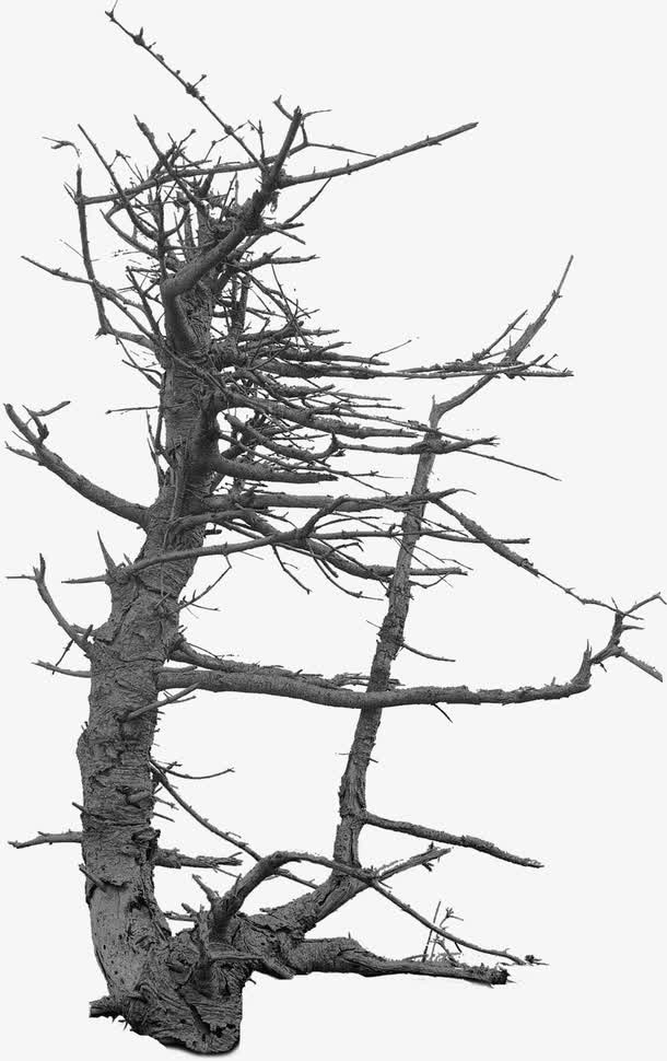 枯木树枝PNG素材07免抠