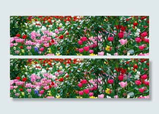 花卉 花园 米色 花蕾 小清闲 植物 鲜花 春天高清