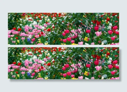 花卉 花园 米色 花蕾 小清闲 植物 鲜花 春天高清 花卉 花园 米色 花蕾 小清闲 植物 鲜花 春天高清