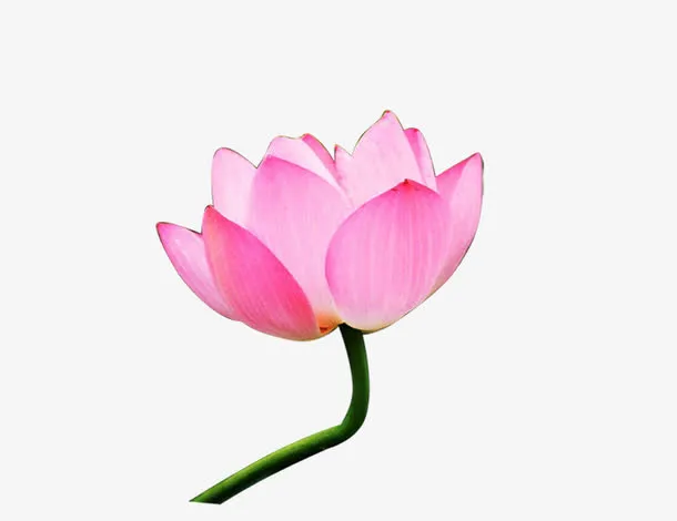 荷花8免抠