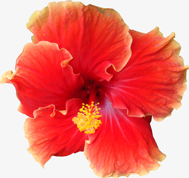红色鲜花免抠