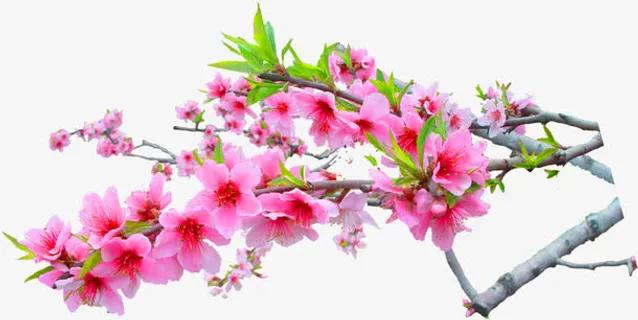 粉色春天花朵盛开树枝免抠 粉色春天花朵盛开树枝免抠