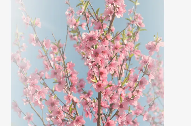 春天 草地 桃花 梨花 渐变透明元素37免抠背景场景背景元素