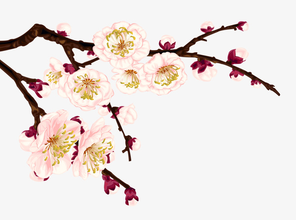 梅花免抠