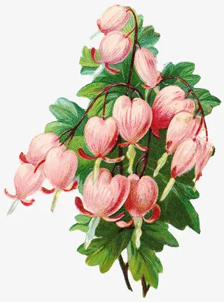 复古花卉植物素材免抠